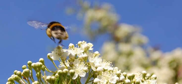 Prenez soin des abeilles